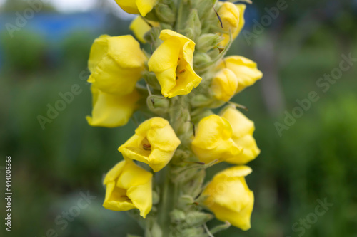 Close-up. A plant used in medicine with soft felt leaves and yellow flowers called mullein or bear's ear (lat.Verbascum thapsus).