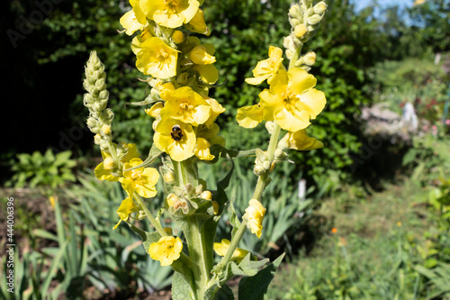A plant used in medicine with soft felt leaves and yellow flowers called mullein or bear's ear (lat.Verbascum thapsus).