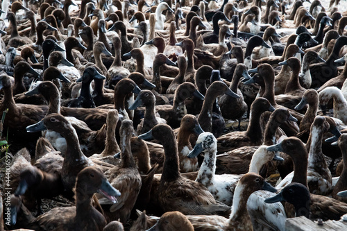 A large flock of ducks is gathering together.