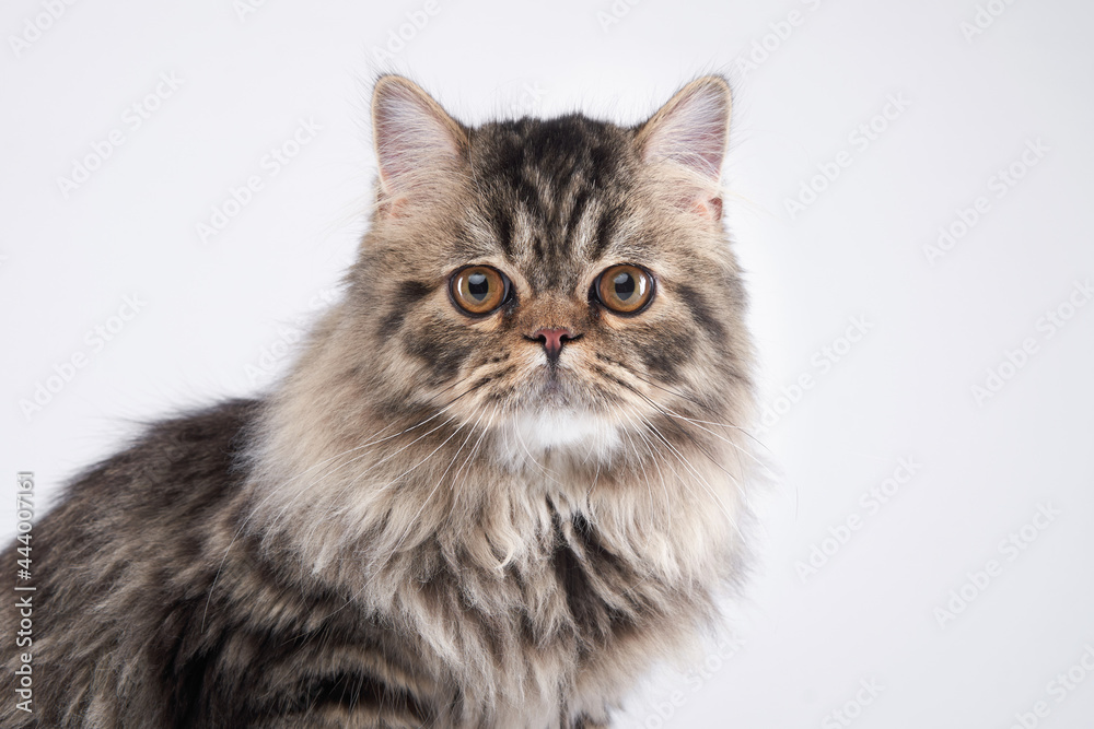 Scottish tabby cat on a light background. Pet in the studio. 
