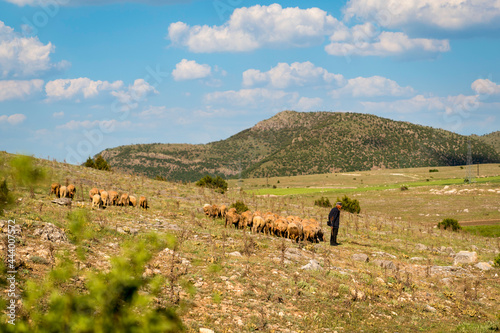 Emirdağ, Afyonkarahisar, Turkey-May 18 2021: Old shepherd grazing sheep photo