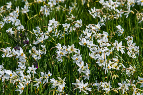 Beautiful flowering meadow with white wild growing narcissus or daffodil flowers in Daffodil Valley Biosphere Reserve