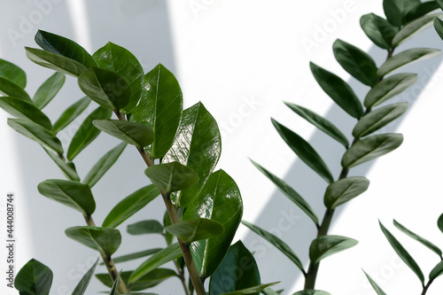 Beautiful home plant Zamioculcas Zamiifolia in the sun against the background of a white wall. Modern houseplant Zamiokulkas  close-up. Selective focus