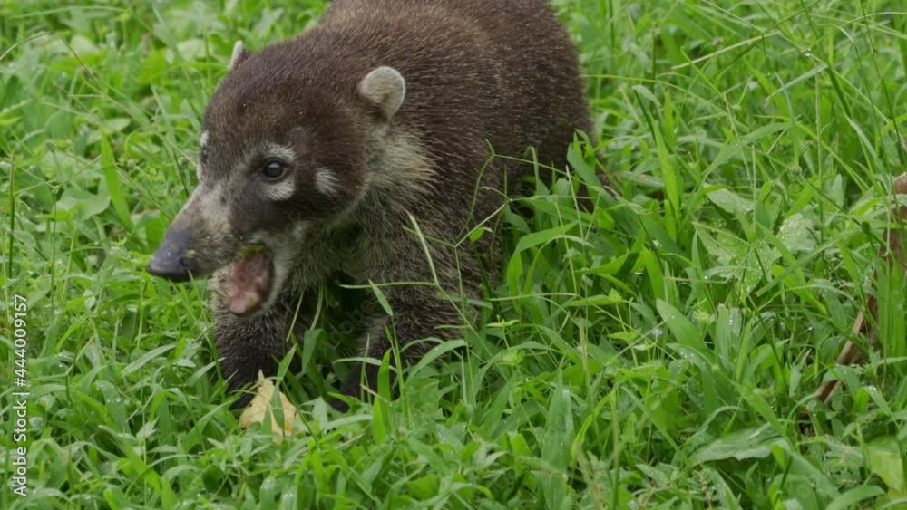 White-nosed Coati(Nasua narica) eat bananas White-nosed Coati(Nasua narica) eat bananas