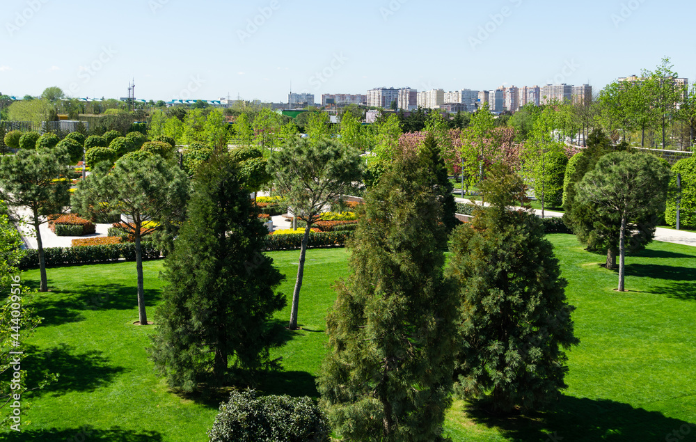 Landscape with green grass, evergreen trees pines and Sequoiadendron giganteum and French garden on background. Public landscape city park 'Krasnodar' or 'Galitsky park' for relaxation and walking.