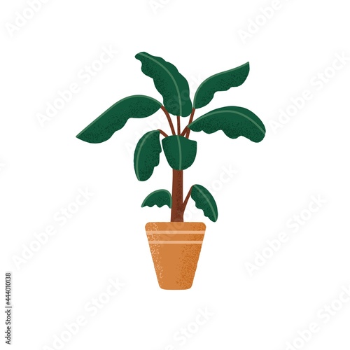 Indoor banana tree with green leaves growing in planter. Foliage interior plant in ceramic pot. Large tropical houseplant. Flat vector illustration of home greenery isolated on white background.