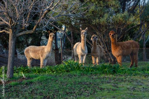 Friendly domestic pet llama in Country Victoria, Australia