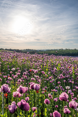 Wallpaper Mural poppy flowers field in sunshine Torontodigital.ca