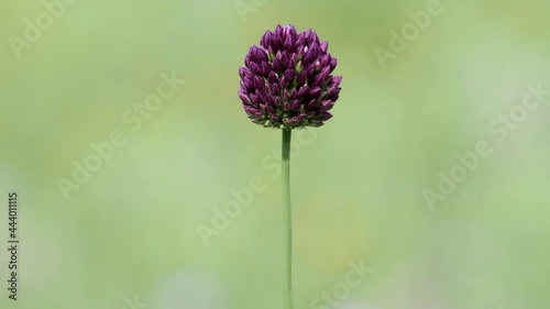 Flower head of round-headed leek or purple flowered garlic. Allium rotundum photo