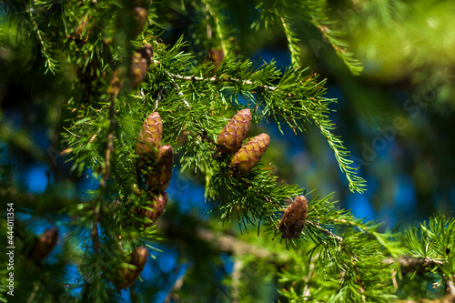 Spruce branches are decorated with young cones. Cones close-up. Close-up on blurred greenery with copying of space, using as a background the natural landscape, ecology,