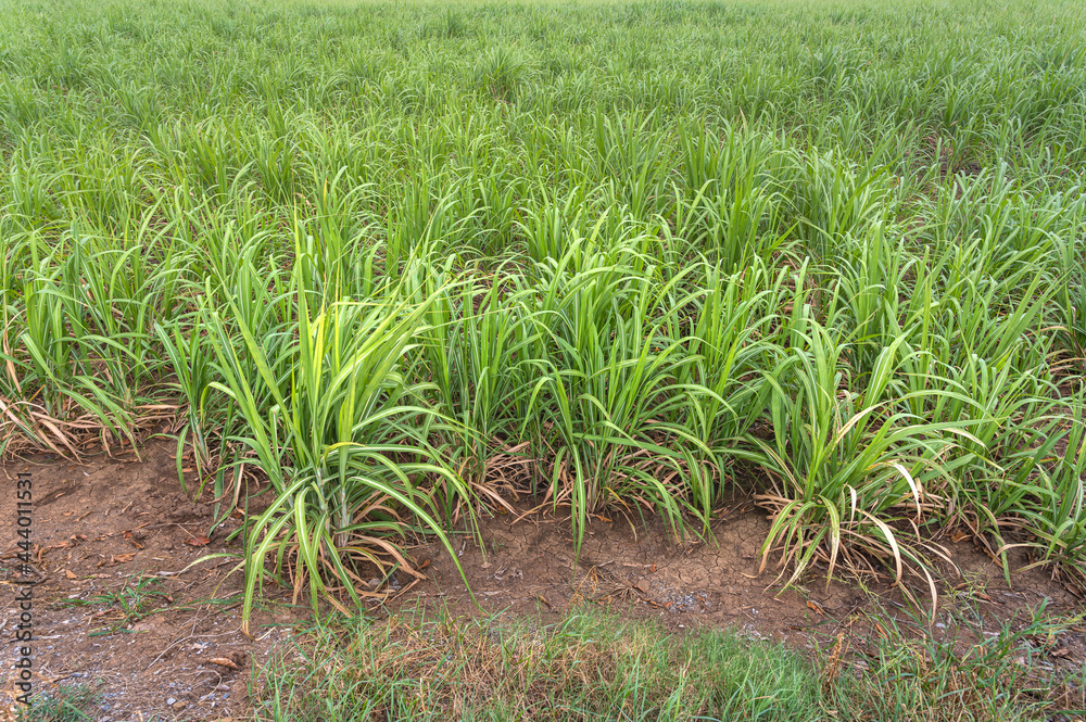 sugar cane field after the rain sugar cane field after the rain