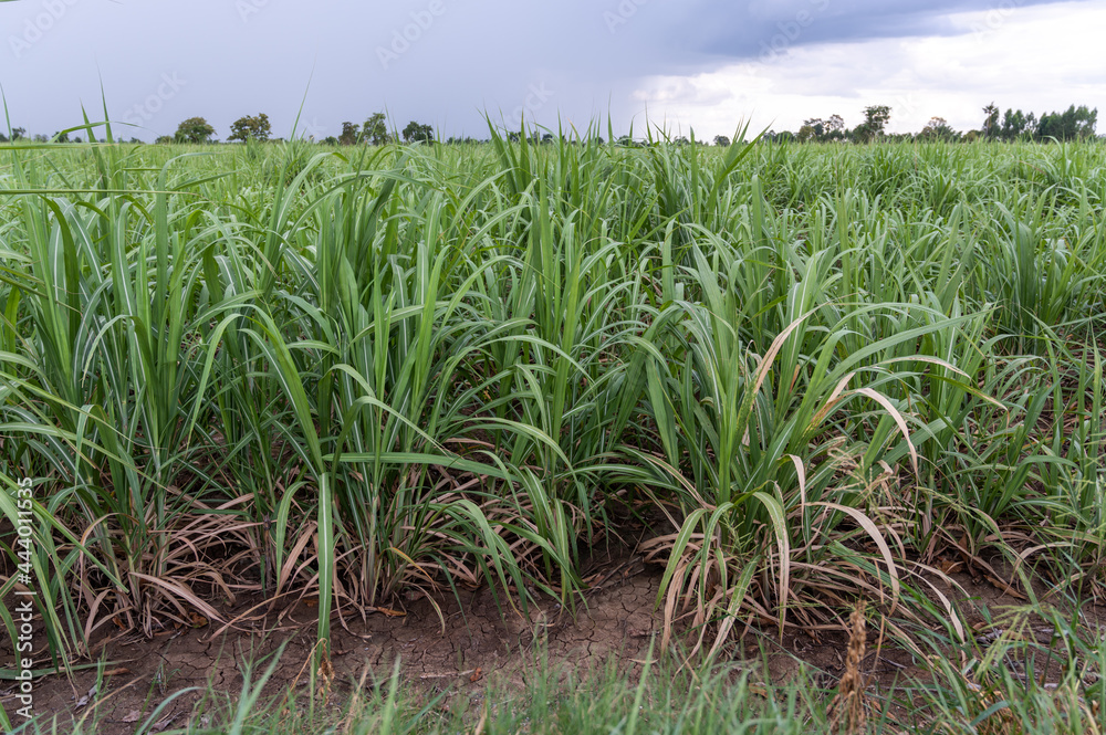 Fototapeta premium sugar cane field after the rain
