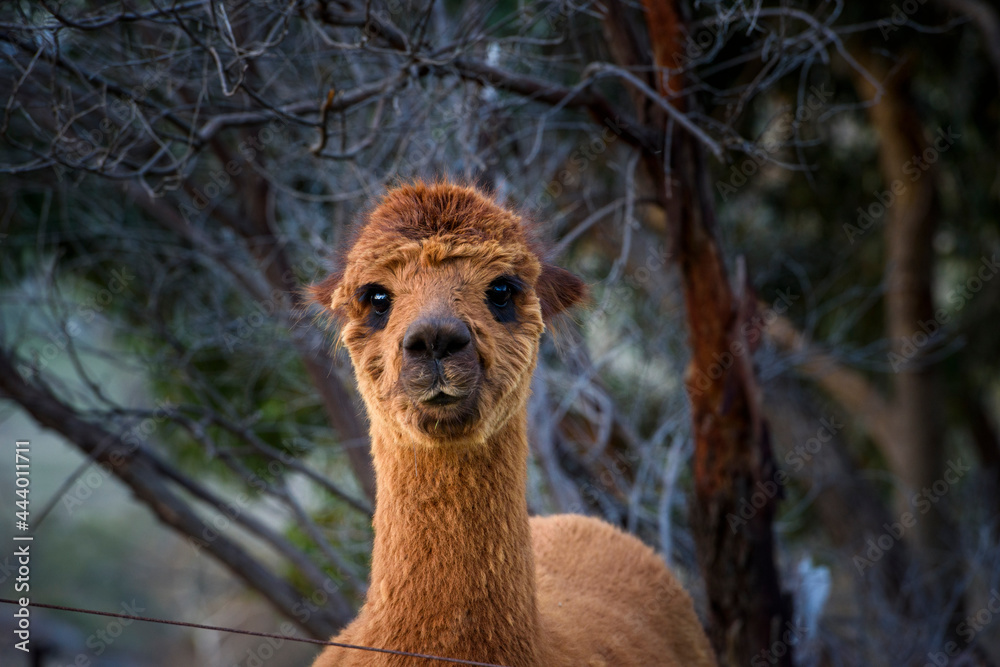 Friendly domestic pet llama in Country Victoria, Australia