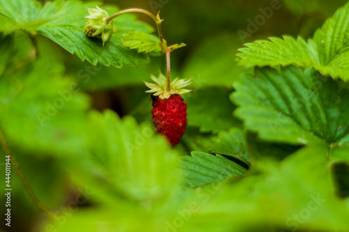 Wild strawberry is a wild berry. Close-up on blurred greenery with copying of space, using as a background of the natural landscape, ecology. Macro photography,