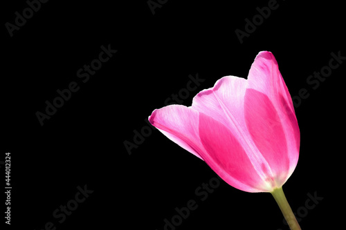Beautiful pink tulip isolated on black background, copy space for text