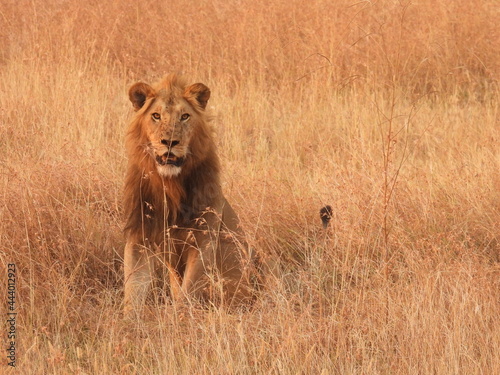 lion in the serengeti 
