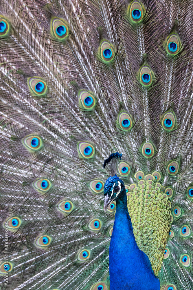 Obraz premium Closeup Image of a peacock dancing with its open feathers