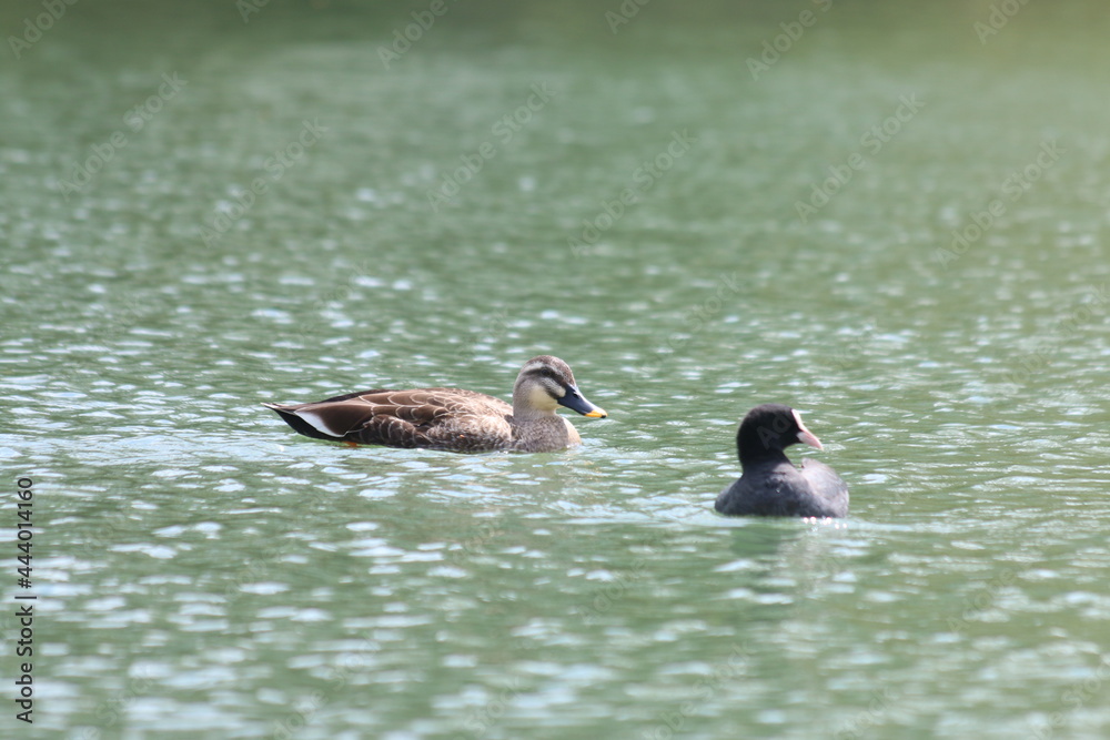 Fototapeta premium お出かけで見つけた動物達