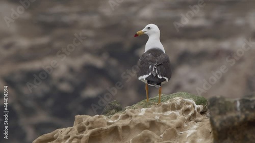 Belcher's Gull Perched On Rock Before Flying Away. Locked Off photo