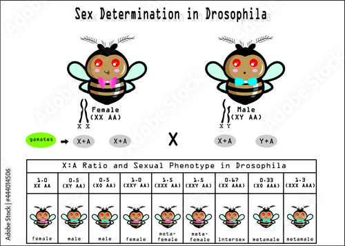 sex determination in drosophila. Sex in drosophila determined by genic balance mechanism.