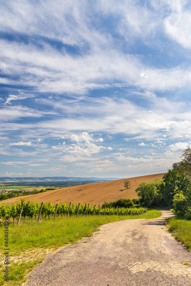Vineyards near Polesovice, Southern Moravia, Czech Republic