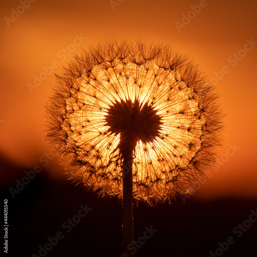 A dandelion seed head against the sunset