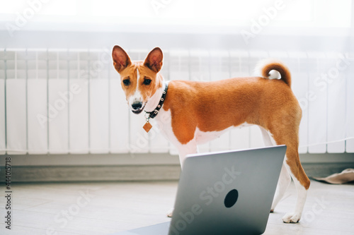 Red white basenji dog standing near laptop computer at home.