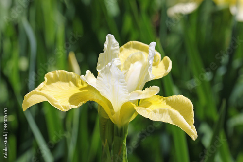 Yellow and white siberian iris flower photo
