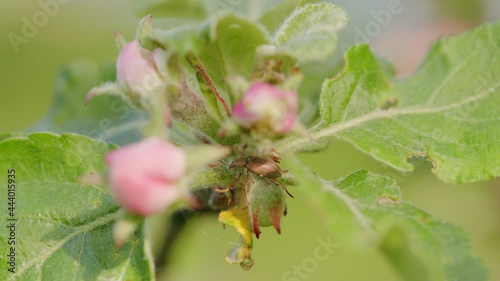 Spring apple tree blossom branches with green leaves. Agricultural gardening. Spring season. photo