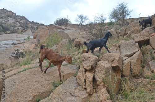 goats on the mountain