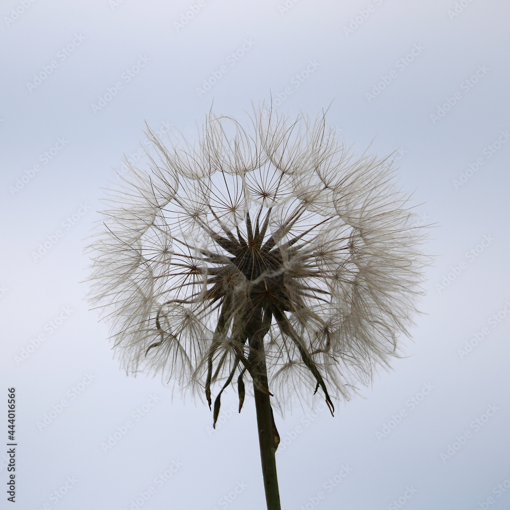 Tragopogon pratensis Fruchtstand