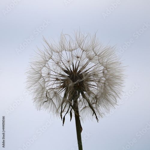 Tragopogon pratensis Fruchtstand