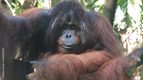 Bornean orangutan Pongo pygmaeus in Semenggoh Nature Reserve photo