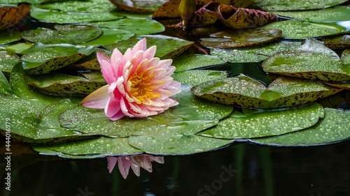 фотографія Magical large bright pink water lily or lotus flower Orange Perry sunset  in garden pond
