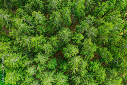 Aerial view of the top of pine trees. Green fur tree background 