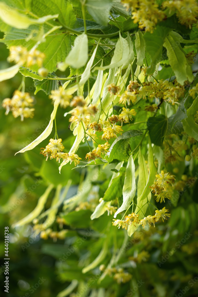 Blooming flowers of small leaved Linden tree (Tilia Cordata). Branch covered with yellow blossom used for herbal healing tea preparation. Natural background. Back to nature concept. Blooming flowers of small leaved Linden tree (Tilia Cordata). Branch covered with yellow blossom used for herbal healing tea preparation. Natural background. Back to nature concept.