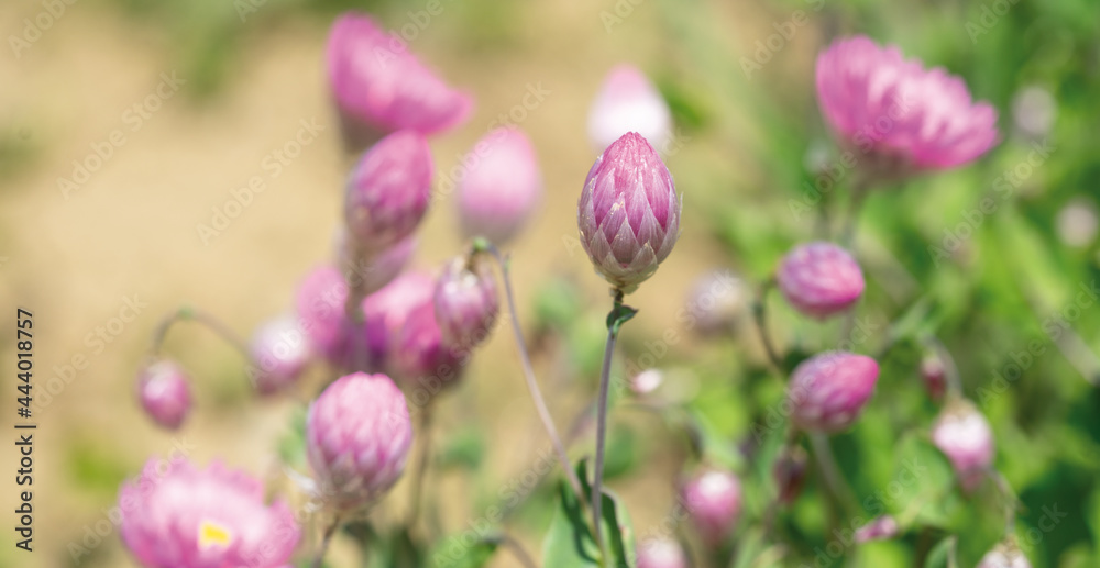 Strohblumen rosa-silber Strohblumen rosa-silber