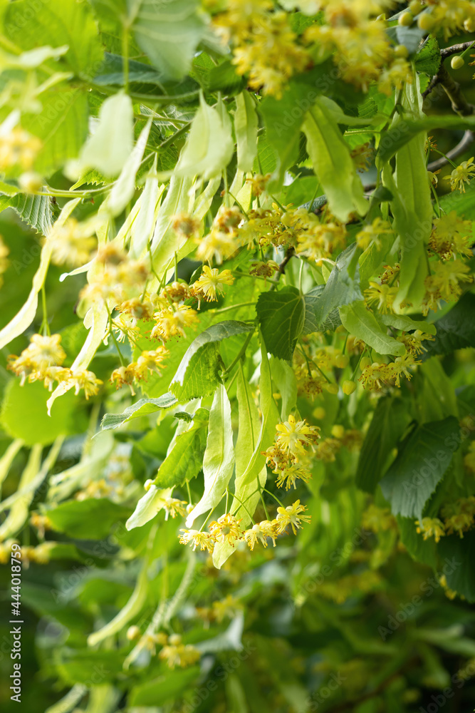 Blooming flowers of small leaved Linden tree (Tilia Cordata). Branch covered with yellow blossom used for herbal healing tea preparation. Natural background. Back to nature concept.