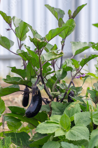Eggplant on a bush in a garden bed close-up. Organic eggplant.