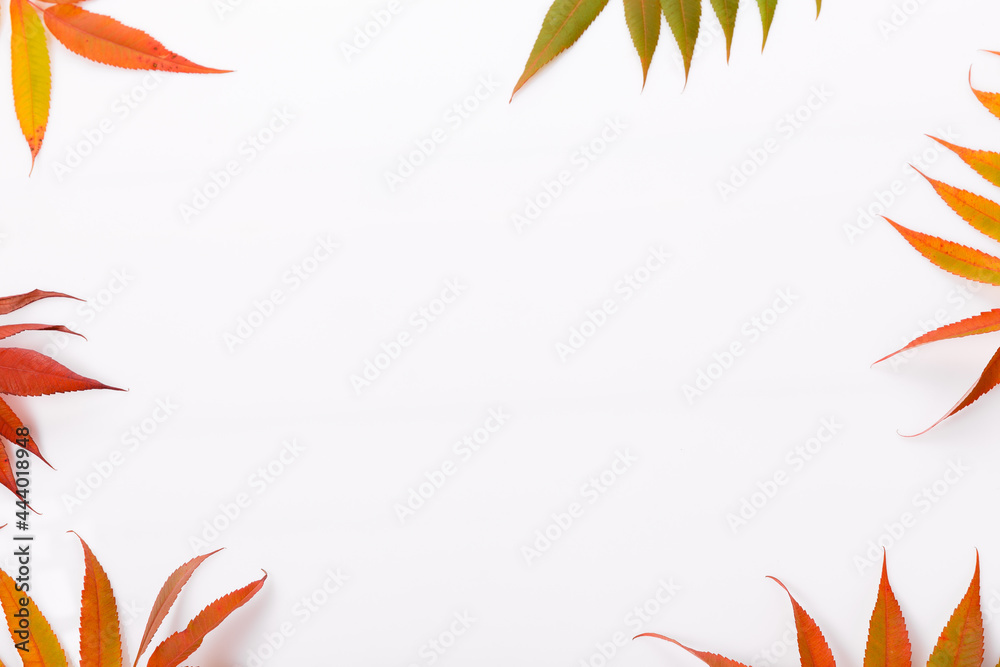Autumn composition. Frame from autumn colorful leaves on a white background. Autumn, fall concept. Flat lay, top view, copy space Autumn composition. Frame from autumn colorful leaves on a white background. Autumn, fall concept. Flat lay, top view, copy space