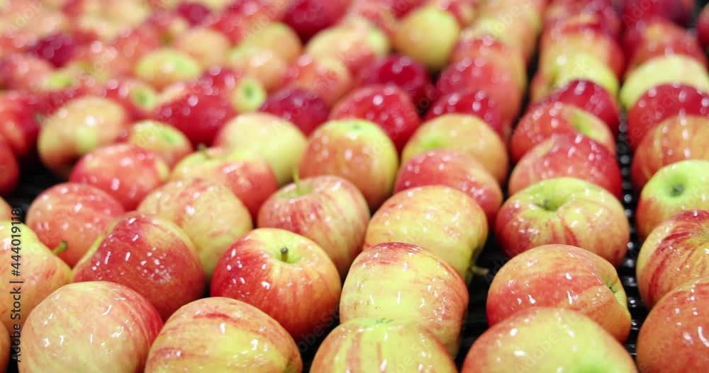 Clean fresh apples moving on conveyor sorting and grading by the machine in a fruit packing warehouse