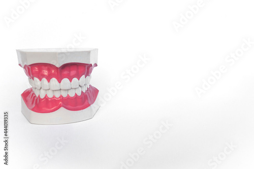 Teeth model isolated on white background. Concepts to use as teaching materials Make children understand oral and dental health.