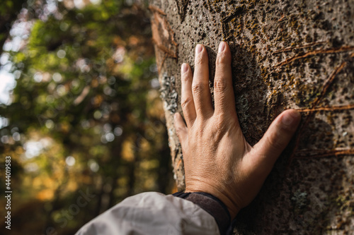 Hand touching a tree trunk in the forest - Human beings are concerned about nature and the environment. © René Stevens