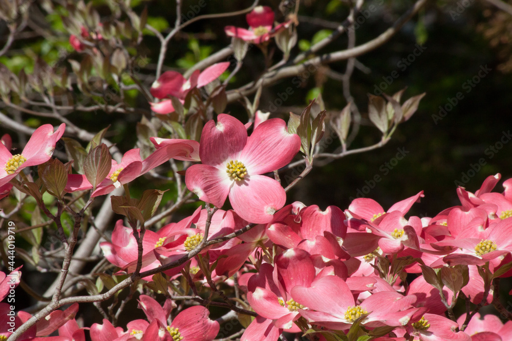 Obraz premium Pink Dogwood flowers in the sunshine