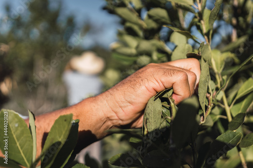 Hands harvesting the leaves of the yerba mate plant.