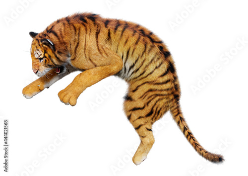 3D Rendering Big Cat Tiger on White