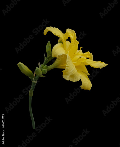 Yellow daylily flower.