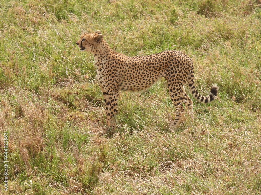 cheetahs in the serengeti - obrazy, fototapety, plakaty 