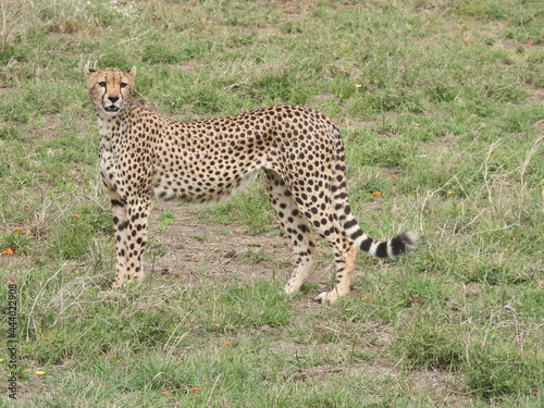 cheetahs in the serengeti