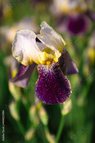 bearded iris close up photo